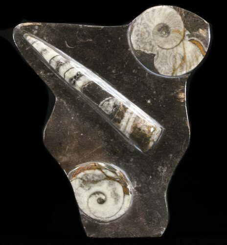 Fossil Goniatite & Orthoceras Sculpture - #38375